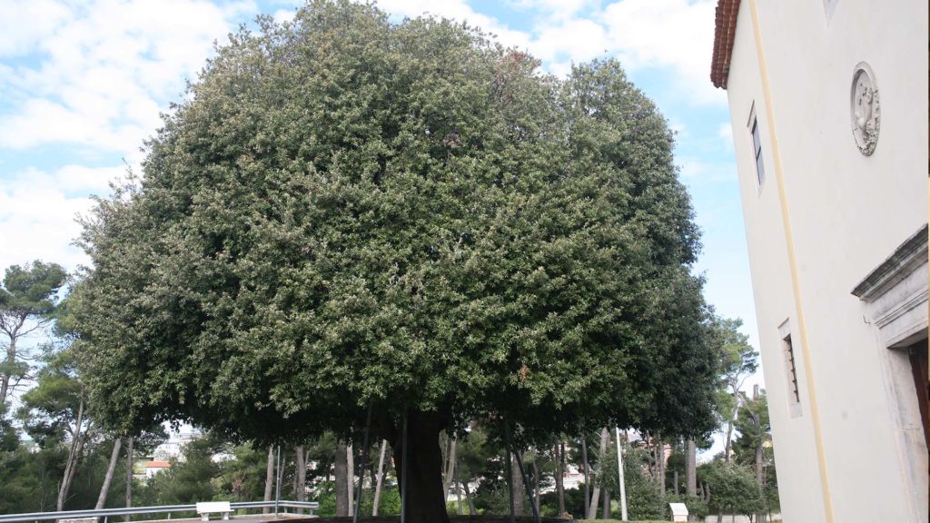 Secular holm oak