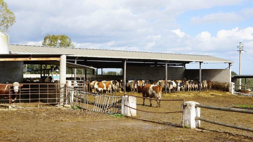 La nicchia, Azienda Agricola Conte